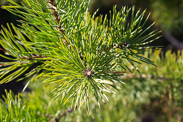 포토 JPG 해외이미지 나무 식물 디자인 계절 공원 백그라운드 겨울 자연 날씨 휴가 산 사람없음 야외 장식 가로 초록색 빛 햇빛 태양 갈색 우주 봄 하이킹 흰색 나뭇가지 소나무 최고 닫기 숲 시원함 묘사 만족 상록수 침엽수 전나무 내추럴 가문비나무 스타일 해외포토 자연요소 공공시설 감정 컬러 모션 레저 생태계 파일형식 이미지허브