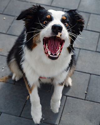 포토 JPG 해외이미지 동물 라이프스타일 응시 행복 얼굴 백그라운드 포유류 자연 놀이 거리 털 건강 성인 사람없음 야외 반려동물 머리 걷기 검은색 우정 흰색 입 양치기 개 호주 혀 코 주인 송곳니 기르기 삼색 유래 해외포토 직업 시선 감정 컬러 모션 사람 생활 신체부위 친구 오세아니아 치아 생태계 돌봄 파일형식 이미지허브