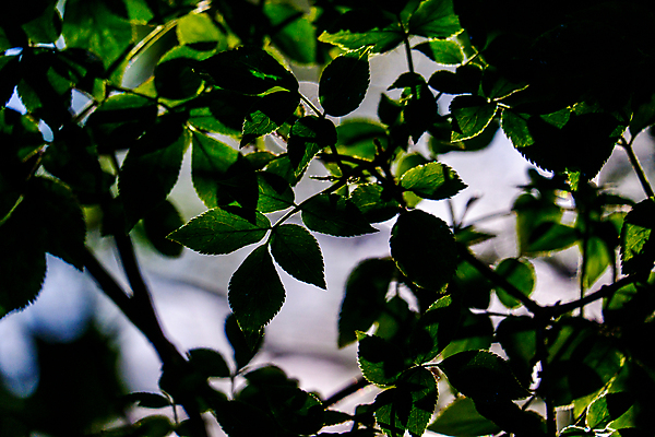 포토 JPG 해외이미지 나무 백그라운드 잎 자연 영국 이끼 풍경 사람없음 초록색 물 여름 강 봄 펼침 나뭇가지 시골 개울 닫기 강가 지역 멀리 설정 삼림지대 울퉁불퉁 화창 해외포토 자연요소 식물 계절 유럽 컬러 모션 날씨 숲 생태계 파일형식 이미지허브