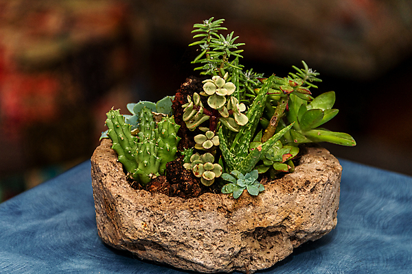 포토 JPG 해외이미지 식물 계절 꽃잎 꽃 백그라운드 잎 패턴 자연 선인장 주택 사람없음 장식 여름 뷰티 환경 정원 보라색 미니어처 사막 껍질 가을 신선 뜨거움 원형 우아함 수집 원예 질감 리빙 내추럴 생태학 심기 영원 정물화 세련 해외포토 도형 교육 컬러 컨셉 무늬 모션 취미 건물 모형 그림 생태계 파일형식 이미지허브