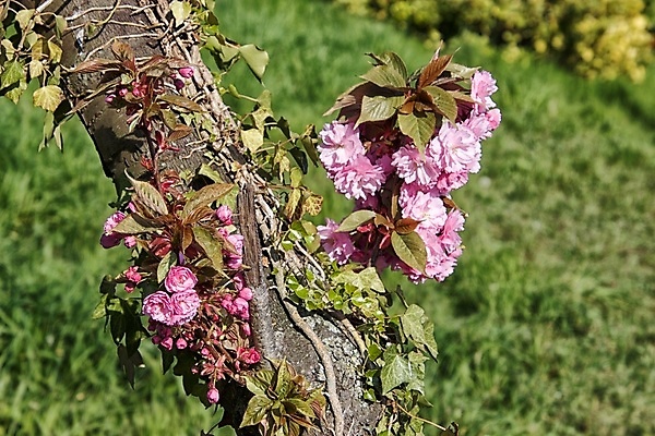 포토 JPG 해외이미지 꽃잎 꽃 잎 자연 사람없음 아웃포커스 봄 화창 해외포토 식물 계절 날씨 촬영기법 생태계 파일형식 이미지허브