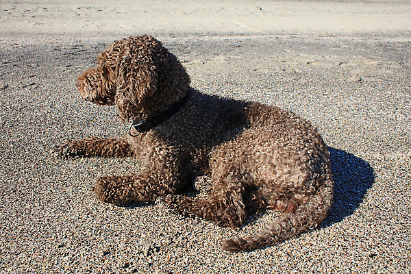 포토 JPG 해외이미지 동물 여자 행복 호수 바다 포옹 자연 놀이 사랑 사람없음 야외 가로 물 반려동물 태양 뷰티 갈색 우정 활발 기쁨 개 리트리버 복고 주둥이 기르기 특별함 해외포토 자연요소 감정 컬러 컨셉 포유류 안기 사람 친구 생태계 돌봄 파일형식 이미지허브