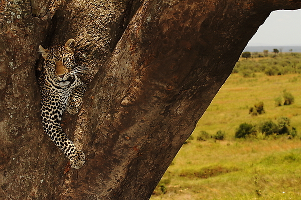 포토 JPG 해외이미지 나무 동물 한마리 응시 야생동물 패턴 포유류 아프리카 자연 휴식 사람없음 야외 눕기 고양이 산책 사막 잠 점 황무지 위험 만족 꼬리 육식동물 서식지 표범 남쪽 게으름 경보 남아프리카 동물상 칼라하리 해외포토 식물 1 시선 감정 나라 컨셉 무늬 모션 반려동물 조형물 방향 생태계 파일형식 이미지허브