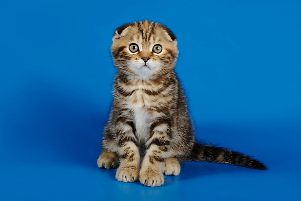 포토 JPG 해외이미지 한마리 응시 새끼 실내 앉기 사람없음 반려동물 귀여움 고양이 파란배경 스코티시폴드 반려묘 해외포토 동물 1 시선 백그라운드 컨셉 포유류 모션 내부 파란색 파일형식 이미지허브