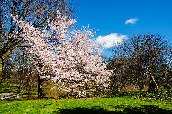 포토 JPG 해외이미지 주간 나무 사람없음 야외 맑음 봄 벚꽃 해외포토 자연요소 식물 계절 꽃 날씨 파일형식 이미지허브