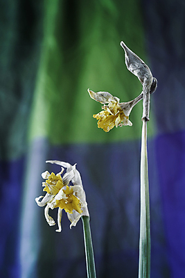 포토 JPG 해외이미지 스튜디오촬영 식물 계절 꽃잎 꽃 백그라운드 꽃무늬 자연 실내 사람없음 초록색 뷰티 노란색 봄 꽃집 보케 수선화 시들음 정물화 카피스페이스 해외포토 컬러 무늬 내부 상점 공백 그림 생태계 파일형식 이미지허브