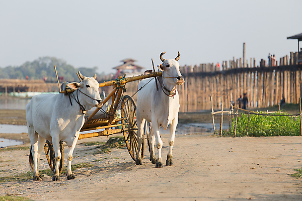 포토 JPG 해외이미지 전통 호수 여행 백그라운드 건축양식 사람없음 목재 물 강 여행객 일몰 카트 흰색 보트 소 지역 동쪽 남쪽 고용 미얀마 옛날 해외포토 자연요소 나무 건축 아시아 컬러 배_교통 재료 포유류 사람 노을 구직 방향 채용 파일형식 이미지허브