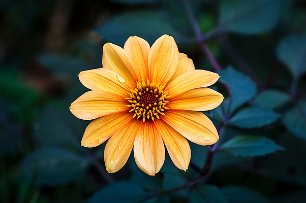 포토 JPG 해외이미지 식물 1 계절 꽃 백그라운드 패턴 오렌지 자연 사람없음 컬러풀 뷰티 신선 달리아 싱글 고립 해외포토 컬러 무늬 과일 생태계 파일형식 이미지허브