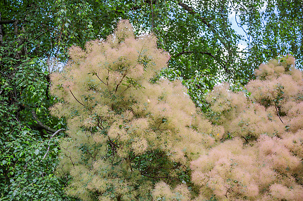 포토 JPG 해외이미지 주간 나무 식물 계절 공원 꽃 백그라운드 낙엽 잎 자연 사람없음 야외 목재 초록색 뷰티 정원 벚꽃 나뭇가지 개화 숲 솜털 내추럴 특별함 해외포토 자연요소 공공시설 컬러 컨셉 재료 생태계 파일형식 이미지허브