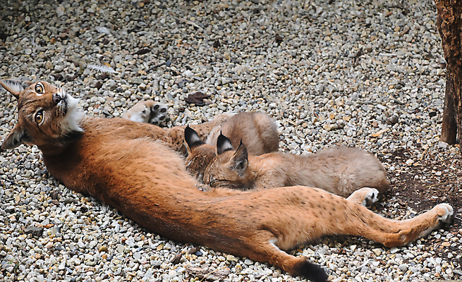 포토 JPG 해외이미지 동물 응시 여자 얼굴 야생동물 2 포유류 가족 자연 엄마 동물원 사람없음 울타리 머리 카메라 고양이 우유 간호사 닫기 빨다 쓰레기 작음 먹기 각도 육식동물 주둥이 돌봄 수유 스라소니 해외포토 시선 관계 모션 유제품 사람 신체부위 전자제품 담장 반려동물 의료진 크기 생태계 파일형식 이미지허브