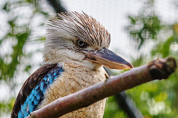 포토 JPG 해외이미지 주간 야생동물 자연 조류 사람없음 야외 아웃포커스 나뭇가지 물새 물총새 해외포토 자연요소 나무 동물 촬영기법 생태계 파일형식 이미지허브