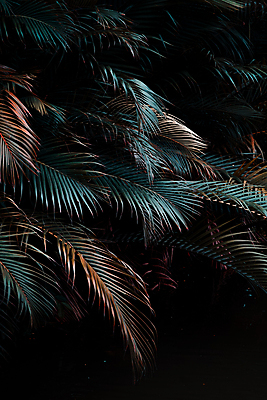 포토 JPG 해외이미지 백그라운드 잎 자연 손바닥 사람없음 세로 초록색 어둠 내추럴 해외포토 식물 손 컬러 생태계 파일형식 이미지허브