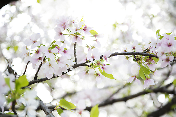 포토 JPG 해외이미지 주간 나무 사람없음 야외 봄 벚꽃 나뭇가지 해외포토 자연요소 식물 계절 꽃 파일형식 이미지허브