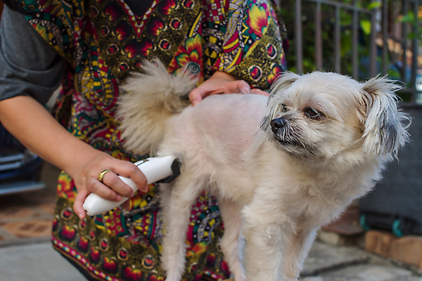 포토 JPG 해외이미지 주간 한마리 손 응시 실내 한명 들기 상반신 성인 야외 앞모습 아웃포커스 신체부위 귀여움 잡기 강아지 바리깡 애견미용 애견미용사 성인한명만 믹스견 해외포토 자연요소 1 시선 뷰포인트 컨셉 모션 촬영기법 사람 내부 반려동물 뷰티 개 미용사 성인만 파일형식 이미지허브