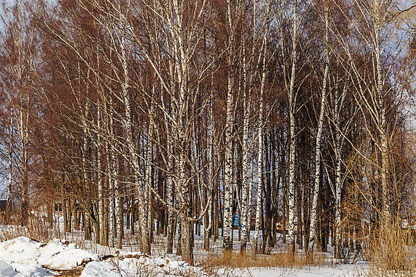 포토 JPG 해외이미지 나무 계절 파도 밭 하늘 사람없음 야외 목재 물 빛 농장 갈색 환경 얼음 침묵 흙 봄 흐름 흰색 시골 가장자리 숲 땅 서리 러시아 자작나무 내추럴 회복 해외포토 자연요소 식물 유럽 바다 컬러 컨셉 농업 재료 소리 둘레 파일형식 이미지허브