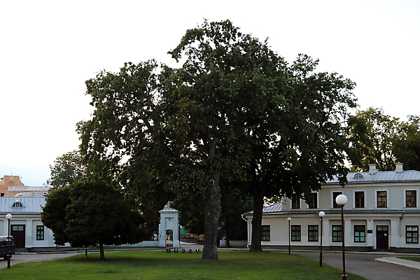 포토 JPG 해외이미지 나무 식물 계절 공원 백그라운드 잎 밭 자연 하늘 날씨 사람없음 야외 목재 초록색 파란색 빛 햇빛 태양 뷰티 평화 환경 정원 맑음 침묵 봄 성장 나뭇가지 시골 신선 숲 큼 장면 내추럴 옛날 해외포토 자연요소 공공시설 컬러 컨셉 농업 재료 소리 크기 생태계 파일형식 이미지허브