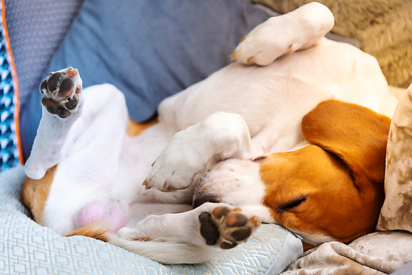 포토 JPG 해외이미지 한마리 휴식 실내 사람없음 눕기 귀여움 잠 개 편안함 비글 해외포토 1 컨셉 포유류 모션 내부 감각 파일형식 이미지허브