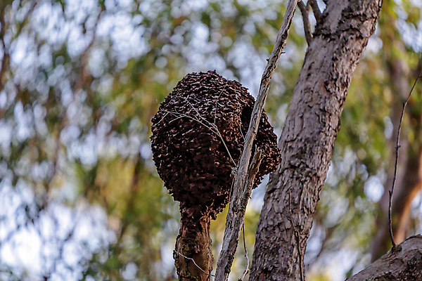 포토 JPG 해외이미지 나무 동물 남자 야생동물 곤충 날개 자연 노동자 생물 종류 사람없음 농장 갈색 우주 검은색 군인 벌레 둥지 작음 버리기 순환 개미 리빙 무인 생태학 소셜 식민지 유전 살균 해외포토 식물 직업 교육 컬러 농업 모션 사람 크기 생태계 국군 파일형식 이미지허브
