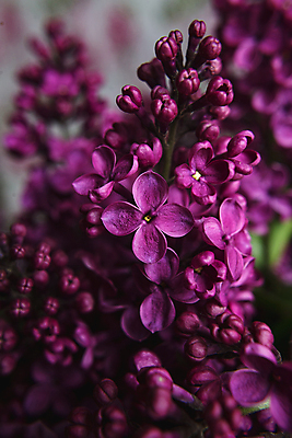 포토 JPG 해외이미지 식물 계절 꽃잎 꽃 결혼 백그라운드 잎 꽃무늬 패턴 자연 프레임 발렌타인데이 사랑 사람없음 장식 뷰티 정원 보라색 봄 벚꽃 축하 인사 신용카드 생일 개화 다발 제비꽃 원예 향기 초대 라일락 내추럴 구성 해외포토 기념일 감정 컬러 컨셉 무늬 데이이벤트 이벤트 취미 금융 예절 생태계 냄새 파일형식 이미지허브