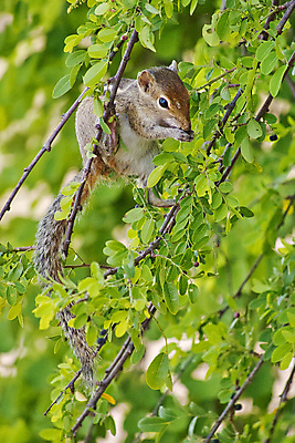 포토 JPG 해외이미지 동물 아시아 야생동물 날개 자연 조류 국립공원 사람없음 초록색 환경 다양 보호 숲 깃털 생태계 생물학 다람쥐 부리 서식지 동물상 무료 보호구역 생태학 스리랑카 해외포토 공원 교육 나라 컬러 다수 컨셉 조형물 설치류 구역 파일형식 이미지허브