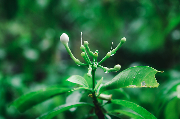포토 JPG 해외이미지 나무 식물 계절 꽃잎 꽃 음식 백그라운드 단풍 잎 농업 과일 하늘 날씨 사람없음 물 여름 햇빛 농장 환경 정원 봄 젖음 성장 벚꽃 물방울 농촌 신선 떨어짐 이슬 빗방울 순수 유기농 꽃가루 열대기후 화창 해외포토 자연요소 웰빙 산업 컨셉 태양 시골 비_날씨 가루 파일형식 이미지허브