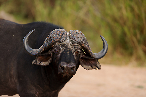 포토 JPG 해외이미지 동물 공원 여자 야생동물 곡선 포유류 가족 아프리카 자연 초식동물 생물 함께함 뿔 사람없음 야외 가로 머리 검은색 게임 소 군중 큼 방목 망토 사파리 황소 서식지 내추럴 남아프리카 동물상 찰과상 해외포토 공공시설 나라 선 컬러 컨셉 관계 놀이 사람 신체부위 조형물 축산업 상처 크기 생태계 파일형식 이미지허브