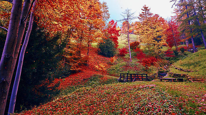 포토 JPG 해외이미지 잎 자연 산 따뜻함 사람없음 빨간색 태양 이탈리아 가을 숲 해외포토 자연요소 식물 계절 유럽 컬러 생태계 파일형식 이미지허브