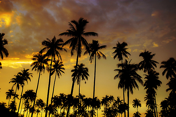 포토 JPG 해외이미지 나무 계절 실루엣 아시아 바다 섬 여행 백그라운드 잎 태국 자연 하늘 휴가 휴식 손바닥 미술 동양인 사람없음 야외 파란색 야자수 햇빛 태양 뷰티 일출 검은색 일몰 새벽 흰색 휴양지 코코넛 내추럴 파라다이스 파스텔톤 해외포토 자연요소 식물 손 나라 컬러 컨셉 과일 문화예술 촬영기법 인종 노을 장소 생태계 파일형식 이미지허브
