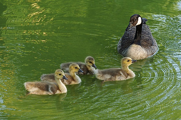 포토 JPG 해외이미지 동물 1 공원 호수 야생동물 백그라운드 날개 가족 자연 조류 엄마 오리 병아리 사람없음 야외 초록색 물 여름 강 갈색 노란색 수영 봄 아기 연못 4 그룹 작음 깃털 부리 솜털 청둥오리 내추럴 해외포토 자연요소 계절 공공시설 컬러 관계 사람 숫자 수상스포츠 크기 생태계 파일형식 이미지허브