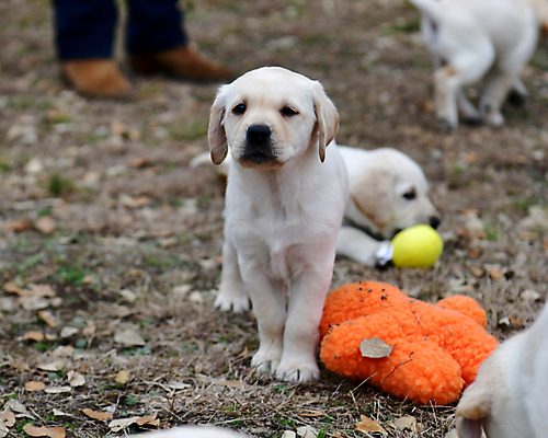 포토 JPG 해외이미지 가족 놀이 실험 사람없음 농장 개 리트리버 강아지 쓰레기 래브라도리트리버 혀 사냥개 언니 기르기 남동생 해외포토 농업 포유류 관계 반려동물 입 자매 동생 돌봄 파일형식 이미지허브