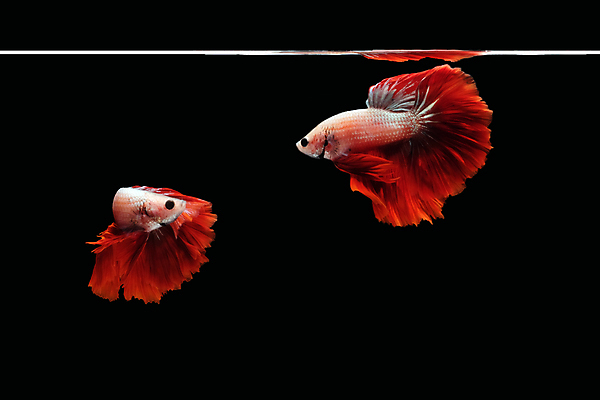 포토 JPG 해외이미지 동물 얼굴 클리핑패스 포즈 백그라운드 이동 모션 벽지 어류 미술 사람없음 옆모습 빨간색 물 컬러풀 뷰티 검은색 수영 분노 흰색 용 의식 고급 우아함 정상 자르기 싱글 싸움 각도 지느러미 모음 고립 마스코트 이국적 해외포토 자연요소 감정 뷰포인트 컬러 컨셉 문화예술 한글 신체부위 수중동물 수상스포츠 파일형식 이미지허브