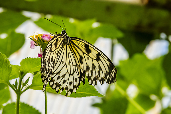 포토 JPG 해외이미지 식물 동물 디자인 계절 꽃 야생동물 나비 곤충 백그라운드 꽃무늬 패턴 날개 오렌지 자연 안테나 사람없음 야외 초록색 여름 컬러풀 햇빛 뷰티 노란색 환경 정원 검은색 봄 흰색 닫기 벌레 작음 묘사 싱글 내추럴 고립 동물상 해외포토 컬러 무늬 과일 통신 모션 태양 조형물 크기 생태계 파일형식 이미지허브