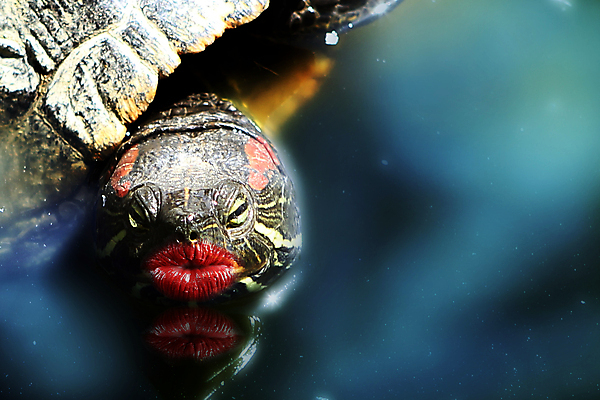 포토 JPG 해외이미지 동물 행복 야생동물 모래 바다 백그라운드 컨셉 파충류 자연 키스 주택 동물원 사랑 사람없음 빨간색 물 뷰티 환경 수중 닫기 거북이 묘사 입술 깊이 바하마 카피스페이스 안락 해외포토 자연요소 감정 컬러 모션 건물 신체부위 공백 애정표현 생태계 파일형식 이미지허브