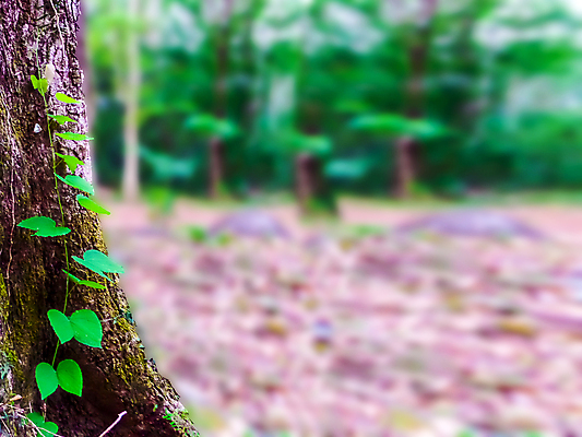 포토 JPG 해외이미지 나무 식물 캐릭터 1 손 계절 공원 남자 꽃 길 백그라운드 잎 포옹 자연 건강 사람 사람없음 야외 목재 가로 초록색 빛 햇빛 약 환경 맑음 봄 숲 내추럴 블러 해외포토 공공시설 컬러 재료 의학 안기 날씨 신체부위 태양 생태계 파일형식 이미지허브