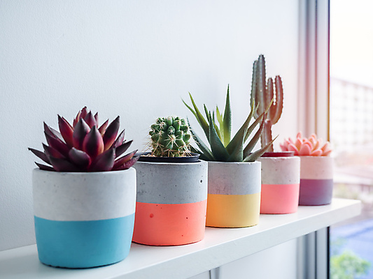 포토 JPG 해외이미지 식물 라이프스타일 디자인 꽃 컨셉 창문 자연 선반 선인장 주택 사람없음 내부 장식 빨간색 초록색 여름 컬러풀 햇빛 유행 우주 성장 흰색 신선 원형 그리기 개화 냄비 작음 컨테이너 오브젝트 시멘트 리빙 DIY 내추럴 심기 콘크리트 특별함 파스텔톤 스타일 미니멀 해외포토 도형 계절 산업 컬러 가구 모션 취미 건물 생활 태양 솥 크기 생태계 파일형식 이미지허브