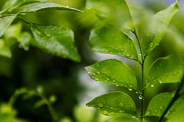 포토 JPG 해외이미지 나무 식물 계절 꽃 백그라운드 잎 꽃무늬 농업 자연 사람없음 야외 초록색 물 뷰티 환경 정원 맑음 미국 봄 성장 벚꽃 물방울 나뭇가지 신선 개화 숲 원예 조경 라일락 내추럴 카피스페이스 해외포토 자연요소 산업 컬러 북아메리카 무늬 날씨 취미 공백 생태계 파일형식 이미지허브