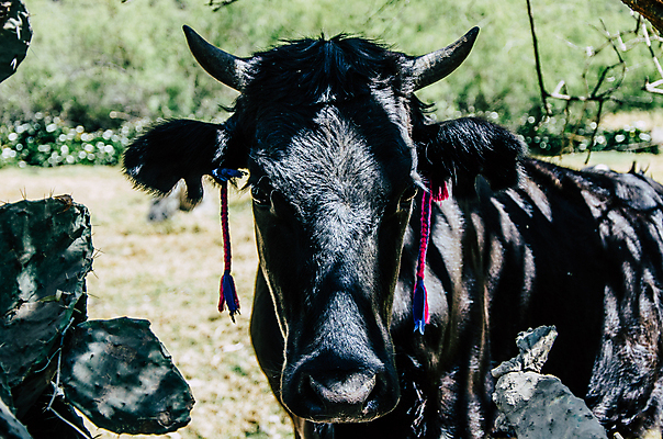 포토 JPG 해외이미지 동물 응시 얼굴 음식 백그라운드 밭 농업 자연 하늘 치즈 뿔 건강 육류 사람없음 초록색 금발 농장 갈색 머리 검은색 가축 놀람 소고기 우유 흰색 시골 소 닫기 군중 농부 방목 유기농 황소 꼬리 고립 밭일 혼자 해외포토 직업 헤어스타일 웰빙 시선 감정 산업 컬러 식재료 포유류 모션 유제품 표정 사람 신체부위 축산업 생태계 파일형식 이미지허브