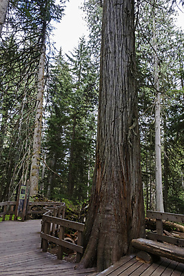 포토 JPG 해외이미지 나무 식물 공원 밧줄 여행 캐나다 비즈니스 자연 성공 휴가 풍경 사람없음 야외 목재 초록색 여름 여행객 환경 골짜기 하이킹 성장 덮개 가을 시골 소나무 자신감 역사 숲 오솔길 투자 벤쿠버 삼나무 해외포토 계절 공공시설 감정 길 줄 컬러 컨셉 북아메리카 재료 레저 사람 뚜껑 생태계 파일형식 이미지허브