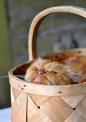 포토 JPG 해외이미지 동물 응시 감정 음식 장난 놀이 휴식 털 선물 앉기 사람없음 목재 빨간색 반려동물 바구니 고양이 꿈 수확 잠 유머 모피 솜털 인기 흥미 해외포토 나무 시선 컬러 컨셉 농업 재료 포유류 모션 파일형식 이미지허브