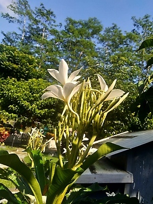 포토 JPG 해외이미지 나무 식물 계절 꽃잎 꽃 아시아 섬 잎 꽃무늬 태국 자연 휴식 종류 사람없음 장식 초록색 뷰티 탑 정원 스파 놀람 봄 기쁨 벚꽃 흰색 신선 개화 닫기 맛 보케 베트남 아로마 내추럴 엘리먼트 이국적 해외포토 건축물 감정 나라 컬러 컨셉 무늬 모션 표정 동남아시아 생태계 파일형식 이미지허브