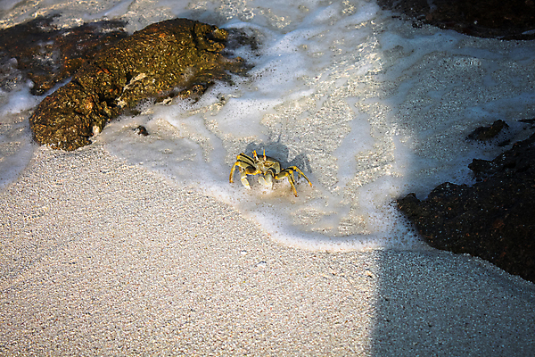 포토 JPG 해외이미지 동물 야생동물 모래 파도 바다 자연 휴가 사람없음 초록색 물 강 노란색 걷기 산책 게 큼 땅 수집 암초 내추럴 발톱 숨기 해외포토 자연요소 컬러 모션 발 휴식 갑각류 크기 생태계 파일형식 이미지허브