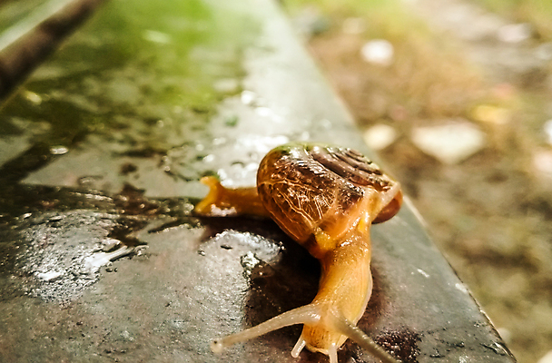 포토 JPG 해외이미지 동물 손 야생동물 음식 백그라운드 아프리카 자연 초식동물 연체동물 안테나 나선형 종류 사람 성인 사람없음 야외 초록색 반려동물 뷰티 갈색 정원 젖음 껍질 흰색 해충 큼 땅 속도 달팽이 덮기 느림 거인 내추럴 기어가기 고립 민달팽이 끈적임 해외포토 나라 컬러 무늬 통신 모션 무척추동물 신체부위 벌레 크기 생태계 파일형식 달팽이_동물 이미지허브