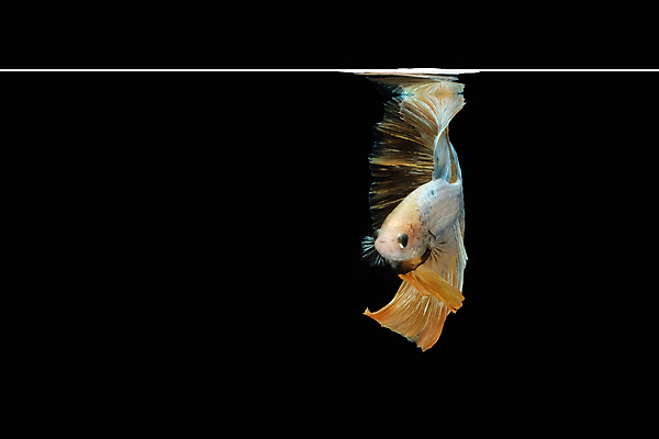 포토 JPG 해외이미지 동물 남자 얼굴 클리핑패스 포즈 백그라운드 이동 모션 벽지 어류 미술 사람없음 물 컬러풀 뷰티 검은색 수영 분노 흰색 의식 황금 고급 우아함 자르기 깃털 싱글 싸움 각도 대리석 고립 마스코트 이국적 해외포토 자연요소 감정 컬러 컨셉 재료 문화예술 사람 신체부위 수중동물 수상스포츠 파일형식 이미지허브