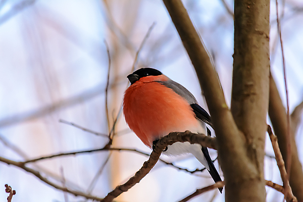 포토 JPG 해외이미지 나무 동물 계절 공원 야생동물 백그라운드 겨울 날개 자연 조류 날씨 사람없음 야외 목재 햇빛 태양 뷰티 환경 정원 맑음 냉동 추위 나뭇가지 숲 작음 깃털 생물학 꼬리 서리 부리 내추럴 동물상 눈내림 해외포토 자연요소 식물 공공시설 교육 재료 눈_날씨 조형물 크기 생태계 파일형식 이미지허브
