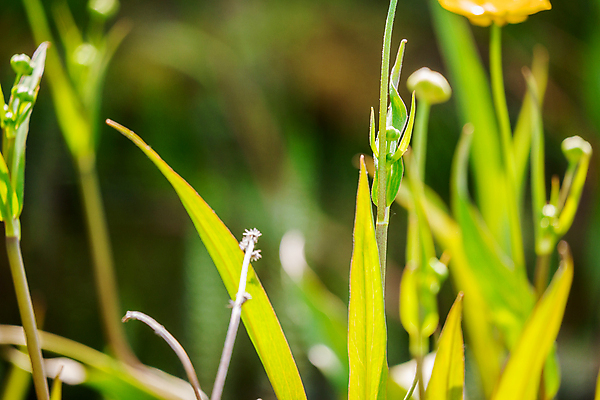 포토 JPG 해외이미지 식물 꽃잎 꽃 백그라운드 잎 꽃무늬 패턴 밭 자연 사람없음 초록색 여름 노란색 봄 벚꽃 시골 개화 내추럴 해외포토 계절 컬러 무늬 농업 생태계 파일형식 이미지허브