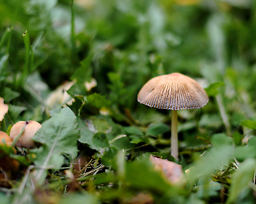 포토 JPG 해외이미지 식물 계절 야생동물 음식 백그라운드 자연 이끼 사람없음 야외 목재 초록색 갈색 버섯 흰색 숲 내추럴 곰팡이 그물버섯 독버섯 식용 캡모자 해외포토 나무 동물 모자_잡화 컬러 재료 생태계 파일형식 이미지허브