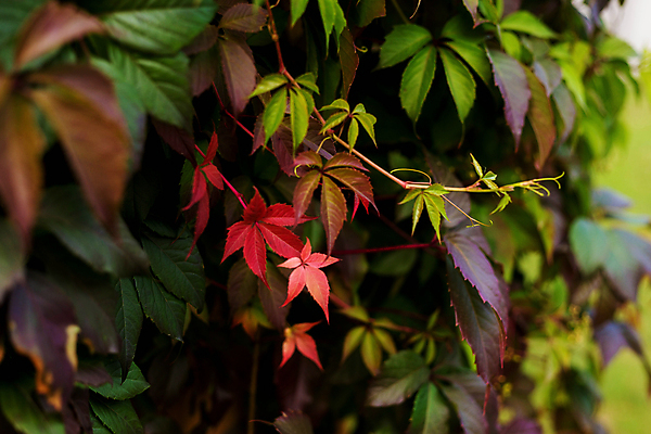 포토 JPG 해외이미지 식물 계절 열매 벽 백그라운드 잎 자연 포도 사람없음 야외 아웃포커스 장식 가로 빨간색 초록색 울타리 컬러풀 활발 성장 변화 덩굴 포도나무 해외포토 컬러 컨셉 과일 촬영기법 담장 과일나무 생태계 파일형식 이미지허브