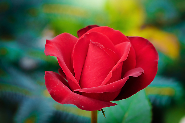 포토 JPG 해외이미지 식물 꽃잎 꽃 분홍색 꽃무늬 자연 사람없음 야외 빨간색 초록색 여름 빛 햇빛 장미 맑음 신선 개화 닫기 소프트포커스 허브 싱글 전경 해외포토 계절 컬러 무늬 모션 날씨 촬영기법 풍경 태양 생태계 파일형식 탑뷰 이미지허브