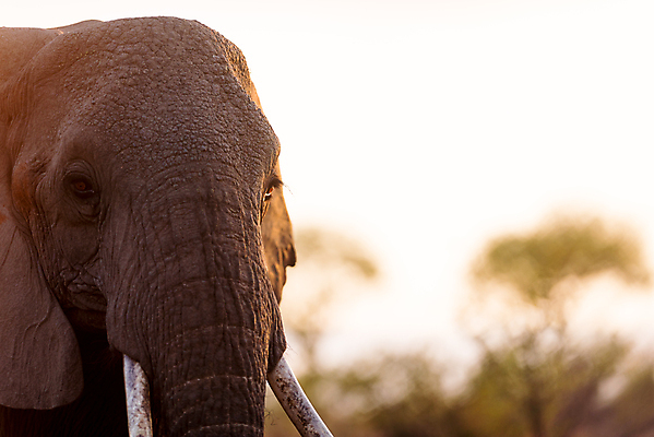 포토 JPG 해외이미지 동물 공원 도로 야생동물 모래 여행 포유류 아프리카 자연 코끼리 사람없음 야외 빨간색 세로 초록색 관광지 산책 탐험 치아 큼 사파리 황소 상아 나미비아 옛날 웅장함 전국 해외포토 공공시설 나라 길 컬러 교통시설 휴식 소화기관 소 크기 생태계 남아프리카 파일형식 이미지허브