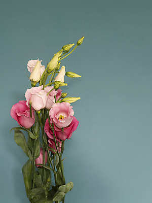 포토 JPG 해외이미지 꽃 행복 벽 백그라운드 사람없음 튤립 파란배경 카피스페이스 해외포토 식물 감정 파란색 공백 파일형식 이미지허브